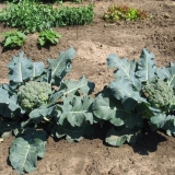 Pravilan uzgoj i njega brokule na otvorenom